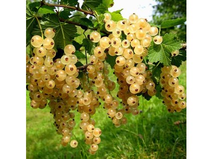 Rybíz bílý VIKTORIE - stromkový