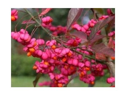 Brslen evropský, QP