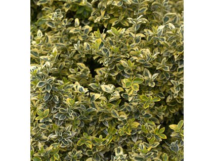 Brslen fortunův EMERALD´N GOLD, K0,5