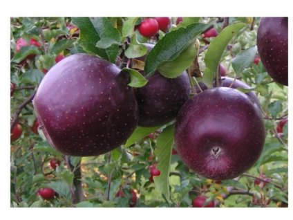 Jabloň CASSIOPEIA - M9