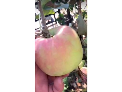 Jabloň CRIPPS PINK (PINK KISS) - M9