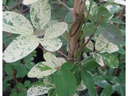 Akébie pětičetná VARIEGATA