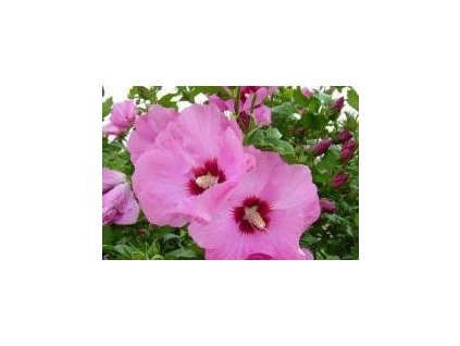 Ibišek syrský APHRODITE