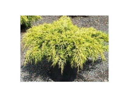 Jalovec prostřední ´Old Gold´