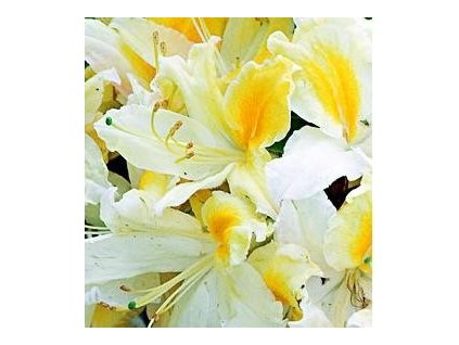 Azalka KH 'Northern Hi-Lights'