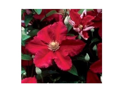 Plamének ´ERNEST MARKHAM´