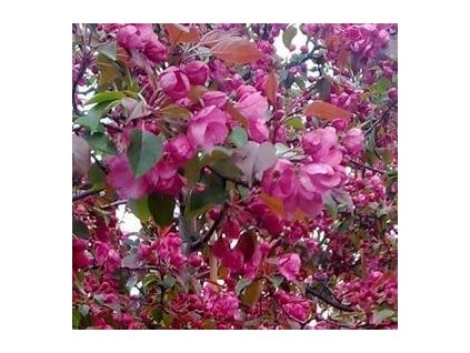 Jabloň okrasná RUDOLPH