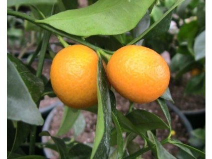 Fortunella japonica - kumqvat