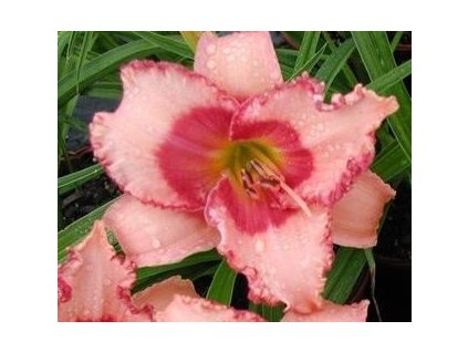 Denivka STRAWBERRY CANDY