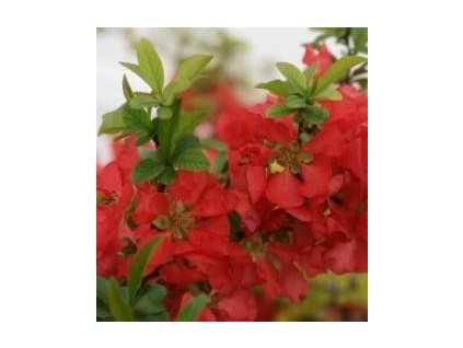 Kdoulovec ´Texas Scarlet´ K1