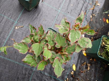 Touleň srdčitá CHAMELEON