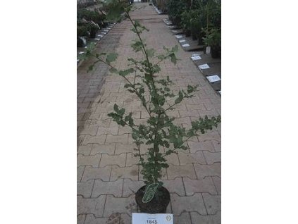 Dub cesmínový - Quercus ilex, K1