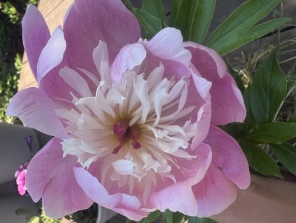 Pivoňka BOWL OF BEAUTY