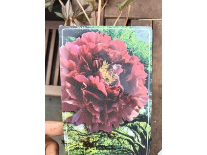 Pivoňka dřevitá WU YIN YAO HUI