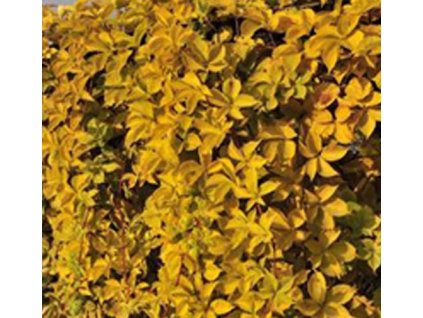 Přísavník pětilistý ´Yellow Wall´