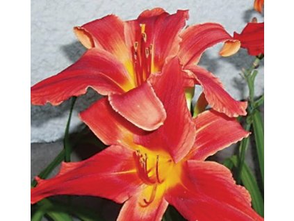 Denivka CRIMSON PIRATE