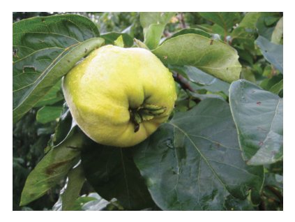 Kdouloň obecná LESKOVAC