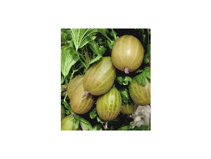 Angrešt ZLATÝ FÍK - stromkový