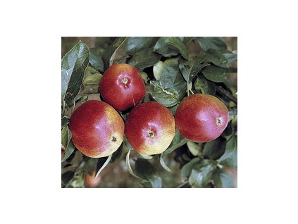 Jabloň MATČINO nonetit - M26