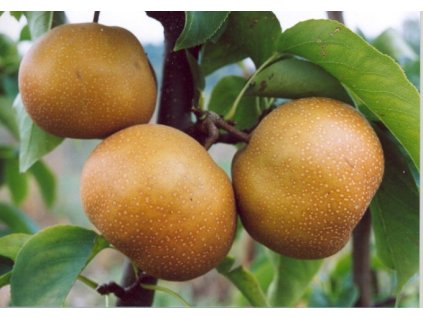 Hrušeň asijská (NASHI) NUTIIKA - kd.