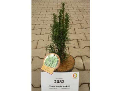 Tis prostřední ´Hicksii´, K2