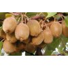 KIWI - Actinidia chinensis Yennie-Jenny