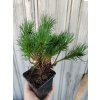Borovice kleč var. pumilio - 10-20cm, K0,5