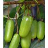 Kiwi - Actinidia kolomikta VITAKOLA - samice - K2