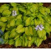 Hosta STAINED GLASS