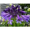 Kalokvět - Agapanthus HEADBOUORNE HYBRIDS