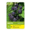 Maliník černoplodý BRISTOL (Black Jewell) - K1
