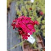 Hvozdík- Dianthus cruentus