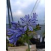 Kalokvět - Agapanthus CHARLOTTE