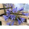 Kalokvět - Agapanthus TORNADO