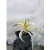 Juka - Yucca gloriosa CITRUS TWIST®