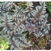 Papratka nipponská BURGUNDY LACE