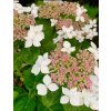Hortenzie velkolistá ´LANARTH WHITE´ - 3 leté