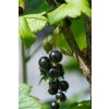 Rybíz černý TITANIA - keř K1-2
