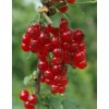 Rybíz červený ROLAN - stromkový