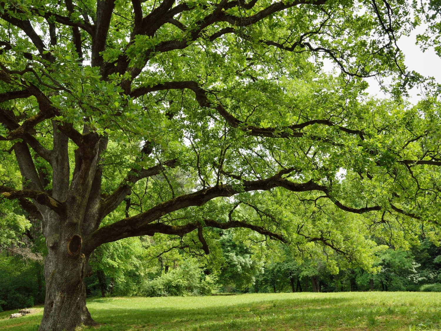 Instrukcja sadzenia dużych drzew