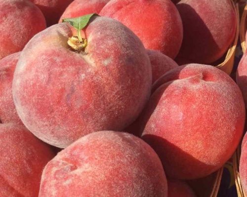 Instrukcja uprawy brzoskwiń i nektarynek