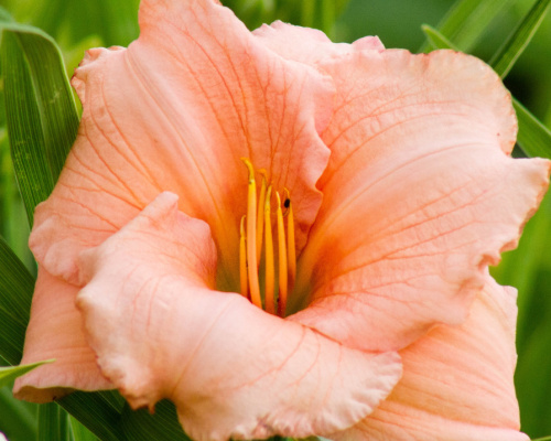 Instrukcja uprawy liliowców