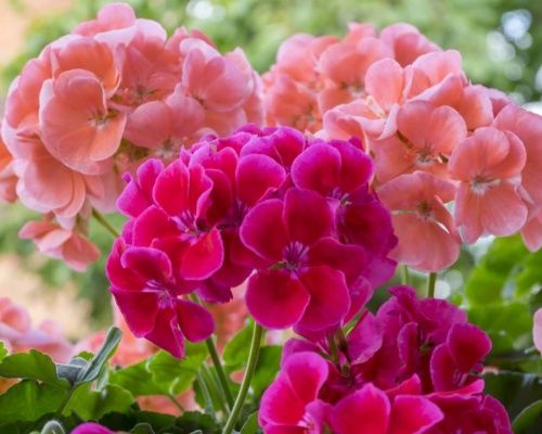 Instrukcja uprawy pelargonii