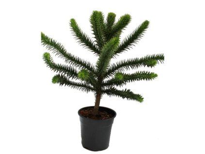 36024 1 blahocet cilsky