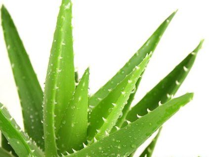 Aloe pravá (Balení kontejner p9 a větší)