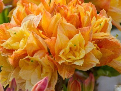 Azalka 'Csardas' (Balení kontejner C5)