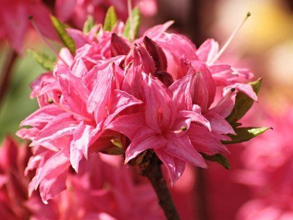 Azalka 'Homebush' (Balení kontejner C5)