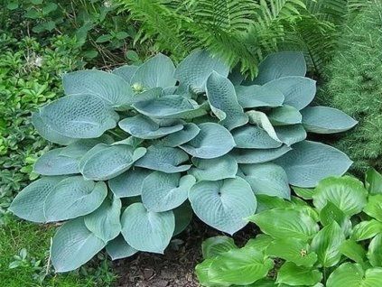 36255 1 hadspen blue