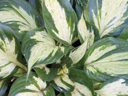 36318 1 revolution b