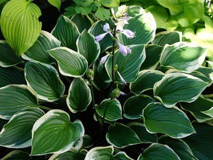 Bohyška 'Torchlight' - Hosta 'Torchlight' (Balení kontejner C2)